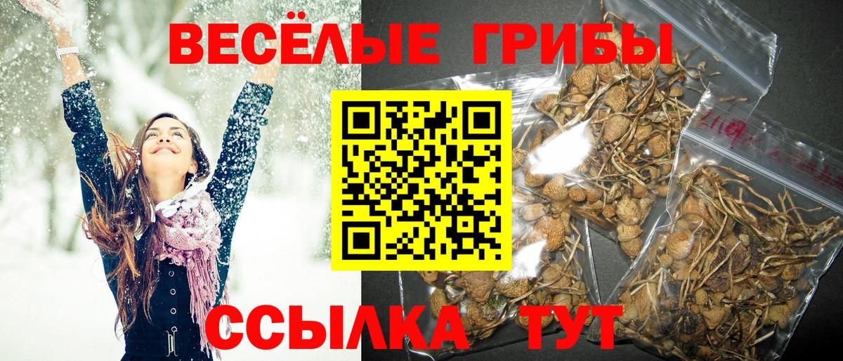 Галлюциногенные грибы ЛСД  Вход с VPN  Темрюк  Галлюциногенные грибы GOLDEN TEACHER 